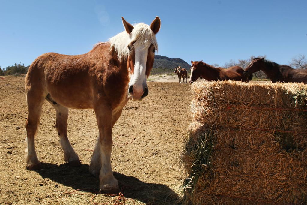 Grand Canyon Western Ranch Meadview Екстериор снимка